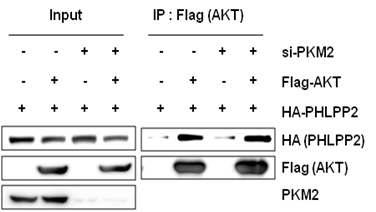PKM2 발현을 억제시킨 세포주에서 AKT와 PHLPP2 상호결합 확인.