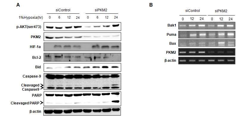 (A) Hypoxia 시간별로 PKM2 의 발현억제에 따른 AKT의 활성변화와 AKT의 apoptosis 관련 target 단백질들의 발현 측정. (B) Hypxia 시간별로 PKM2 의 발현억제에 따른 apoptosis 관련 target gene 의 발현변화 측정.