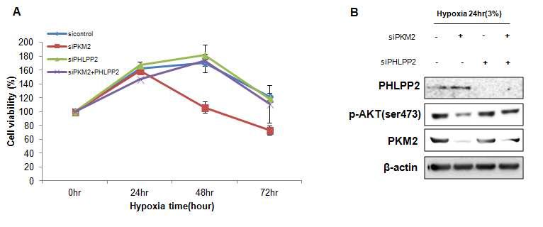 (A) PHLPP2 와 PKM2 의 발현조절에 따른 cell 의 growth 측정. (B) 같은 조건에서 AKT의 활성 확인.