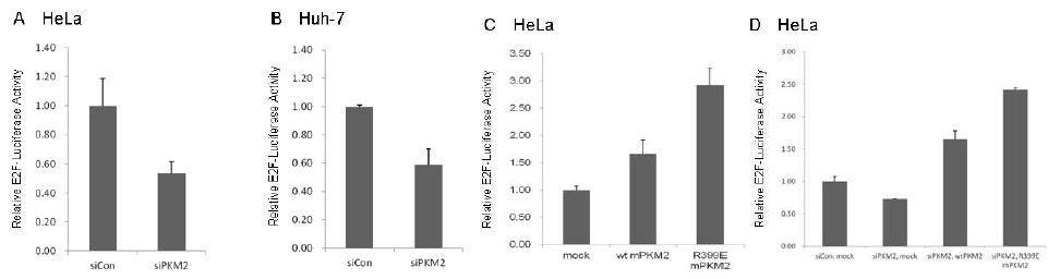 PKM2 발현에 따른 E2F 전사활성 변화. (A, C, D) HeLa 및 (B) Huh7 세포에서의 E2F-리포터 활성