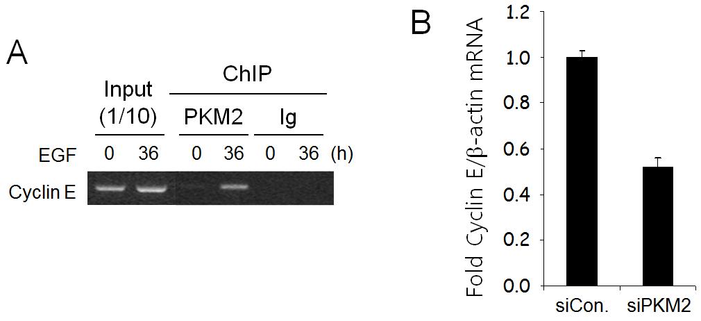 ChIP에 의한 Cyclin E promoter 부위에 PKM2 결합 확인 및 PKM2 발현억제에 따른 Cyclin E 발현 감소확인
