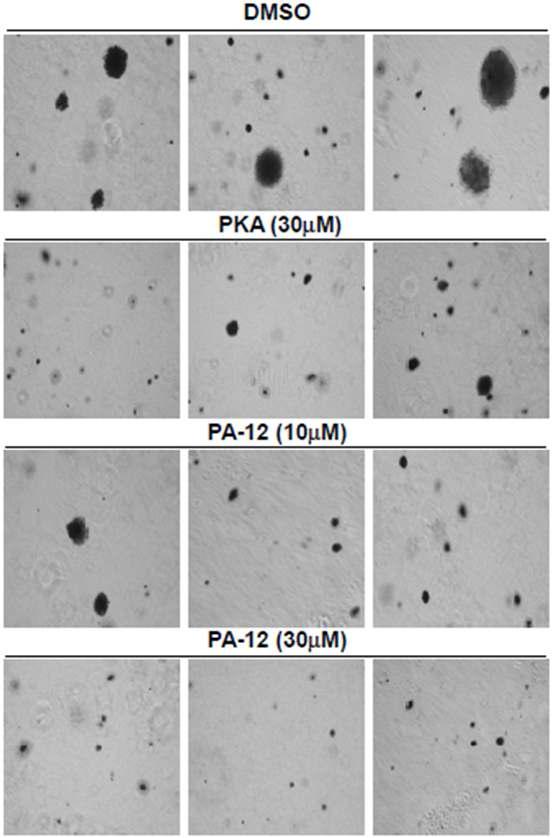 PA-12 물질과 PKA 물질에 의한 폐암 anchorage independent 성장. PA-12 물질 혹은 PKA 물질을 처리한 폐암 세포주 colony 형성 능력