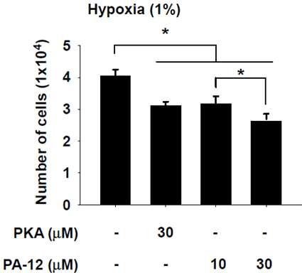 PA-12 물질과 PKA 물질로 유도되는 hypoxia 세포 성장 영향. 폐암세포주에서 PA-12 물질 혹은 PKA 물질에 의한 hypoxia 성장 억제 효과