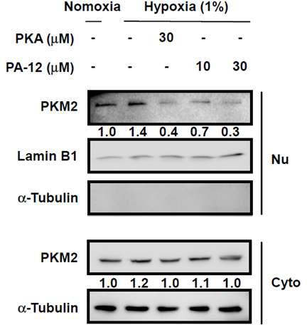 Hypoxia에서 PA-12 물질과 PKA 물질에 의한 세포질 및 핵 내 PKM2 단백질 조절. Hypoxia에서 PA-12 물질 혹은 PKA 물질에 의해 유도되는 핵 내 PKM2 단백질 양 조절
