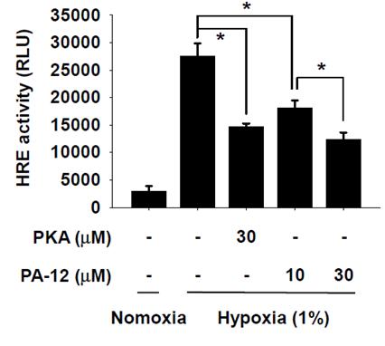 PA-12 물질과 PKA 물질에 의해 hypoxia에 유도되는 HRE 활성 조절. Hypoxia에서 농도별 PA-12 물질 혹은 PKA 물질에 의한 HRE 활성 조절