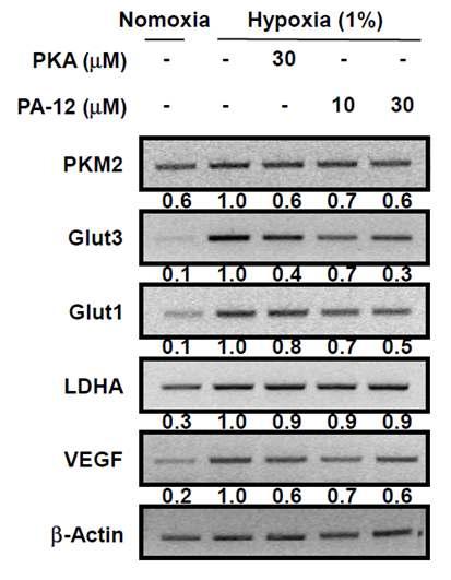 PA-12 물질과 PKA 물질에 의한 HRE target 유전자 발현 조절. Hypoxia에서 농도별 PA-12 물질 혹은 PKA 물질로 조절되는 HRE target 유전자들