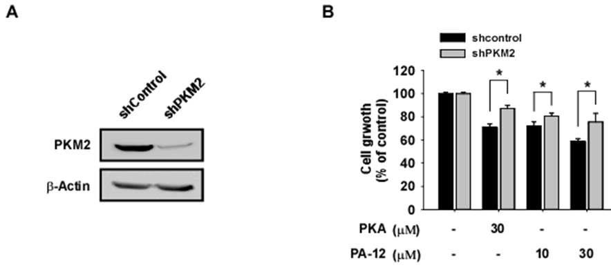 PKM2 발현 특이적 PA-12 물질과 PKA 물질에 의한 세포 성장. 필수아미노산이 없는 배지에 PA-12 물질 혹은 PKA 물질에 의한 PKM2 발현 특이적 폐암세포 성장 억제 조절