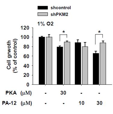 Hypoxia에서 PKM2 발현 특이적 PA-12 물질과 PKA 물질에 의한 세포 성장 억제. Hypoxia에서 PA-12 물질 혹은 PKA 물질에 의한 PKM2 발현 특이적 폐암세포 성장 억제 조절