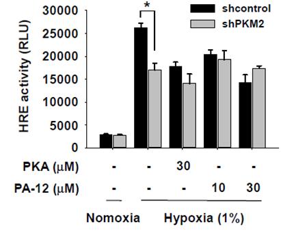PKM2 발현 특이적 PA-12 물질과 PKA 물질에 의한 HRE 활성. Hypoxia에서 PA-12 물질 혹은 PKA 물질에 의한 PKM2 발현 특이적 HRE 활성 조절 분석