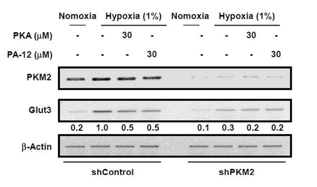 PKM2 발현 특이적 PA-12 물질 및 PKA 물질에 의한 HRE target 유전자 발현. Hypoxia에서 PA-12 물질 혹은 PKA 물질에 의한 PKM2 발현 특이적 HRE target 유전자 전사양 조절