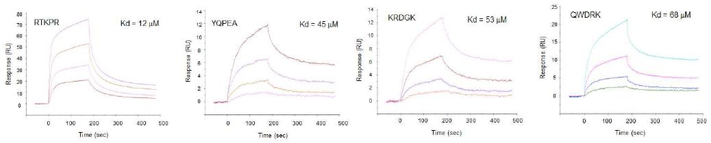 OBOD 방법으로 발굴한 PKM2-interacting peptides들의 PKM2 결합검증 SRP 실험결과.