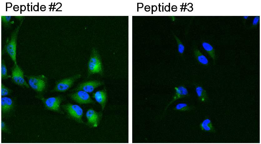 형광표지자를 붙인 PKM2-interacting peptides들의 세포 내 투과성 측정결과.