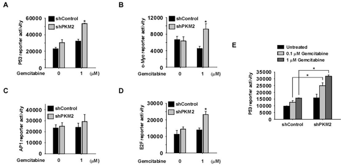 PKM2 발현감소에 의한 gemcitabine 세포성장 억제효과 증대 관련 암억제 활성조절 신호전달. PKM2 발현감소와 gemcitabine에 의한 (A) p53 활성, (B) c-myc 활성, (C) AP1 활성, (D) E2F 활성, (E) 농도별 gemcitabine에 의한 p53 활성변화