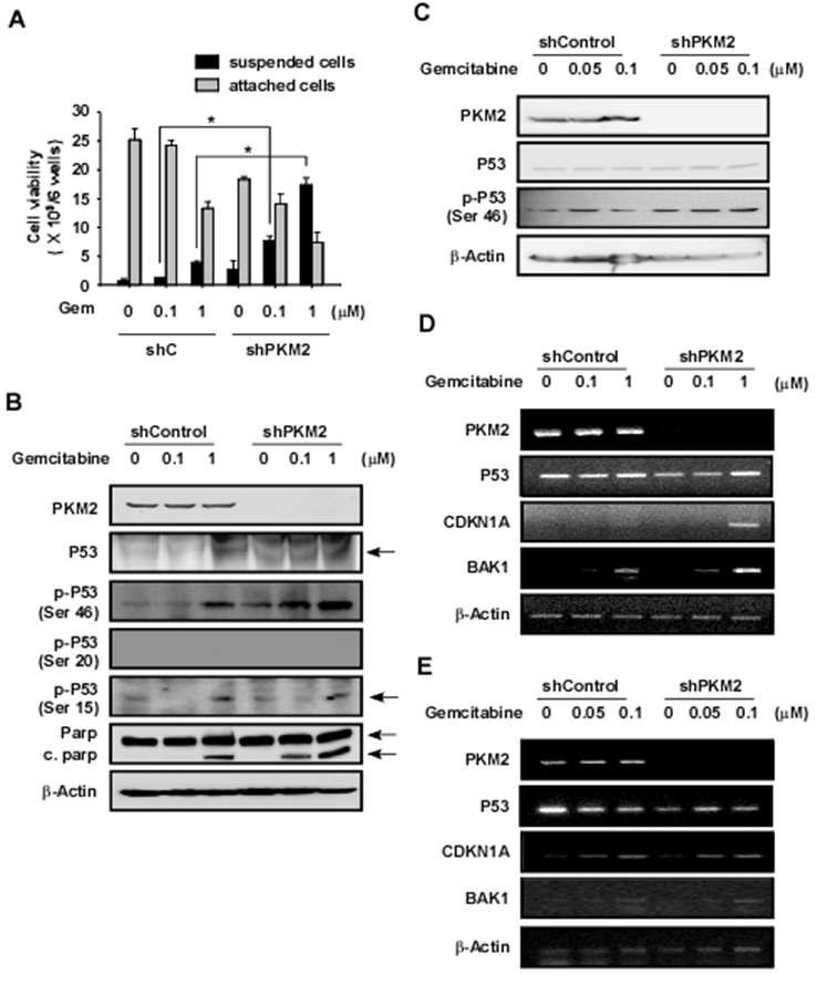 PKM2 발현감소에 의한 gemcitabine 세포성장 억제효과 증대 관련 암억제 활성조절 신호전달. PKM2 발현감소와 gemcitabine에 의한 (A) p53 활성, (B) c-myc 활성, (C) AP1 활성, (D) E2F 활성, (E) 농도별 gemcitabine에 의한 p53 활성변화