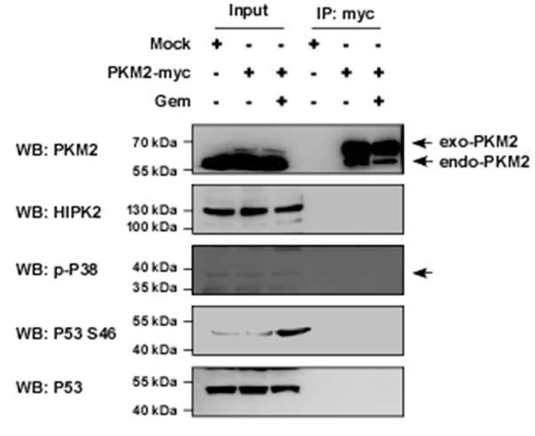 Gemcitabine에 의한 p53 modification 관련 유전자들과 PKM2 상호작용. PKM2에 의한 p53 modifying protein 상호 interaction 영향