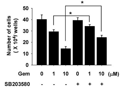 P38 활성 억제와 gemcitabine 처리에 따른 암세포 성장. 췌장암 세포주에 gemcitabine 혹은 p38 활성 억제제 동시 처리에 의한 암세포 성장 효과 변화