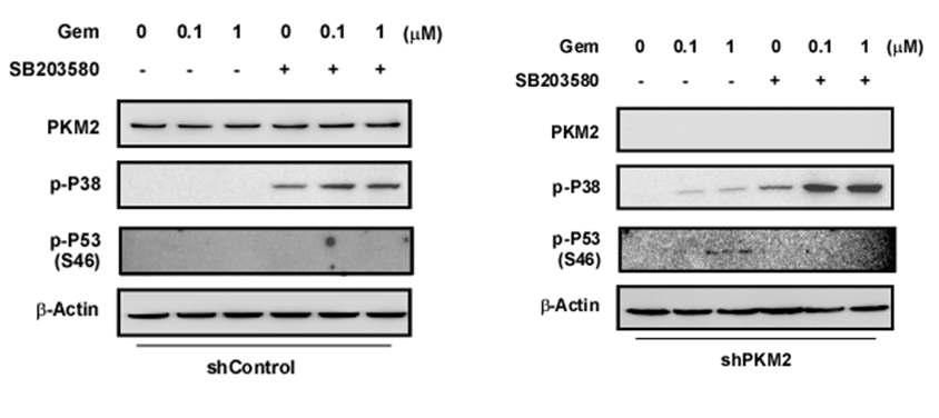 PKM2 발현 조절에 따른 gemcitabine에 의해 유도되는 p38 활성도 및 p53 serine 46번 인산화 관계. PKM2 발현에 따른 췌장암 세포주에서 gemcitabine 처리에 유도되는 p38 활성도에 의존적인 p53 serine 46번 인산화 조절