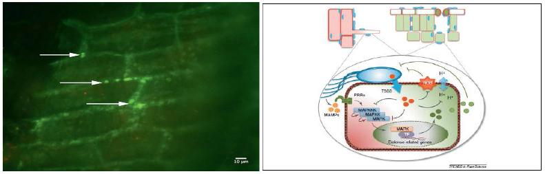 GFP를 이용한 Salmonella 의 식물체 내부 감염 관찰 Salmonella 의 식물체 흡착과 기공을 통한 침입, MAPK활성화를 통한 면역반응 유도