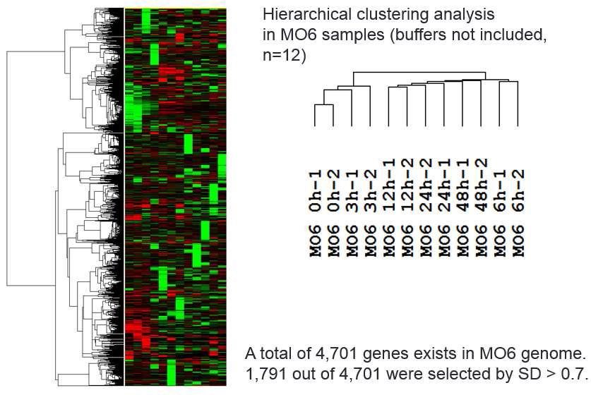 Dual RNA-seq 기반 MO6 샘플의 hierarchical clustering 패턴