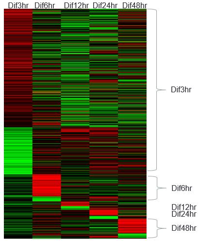 Dual RNA-seq 기반 Arabidopsis 샘플에서의 time-specific heatmap