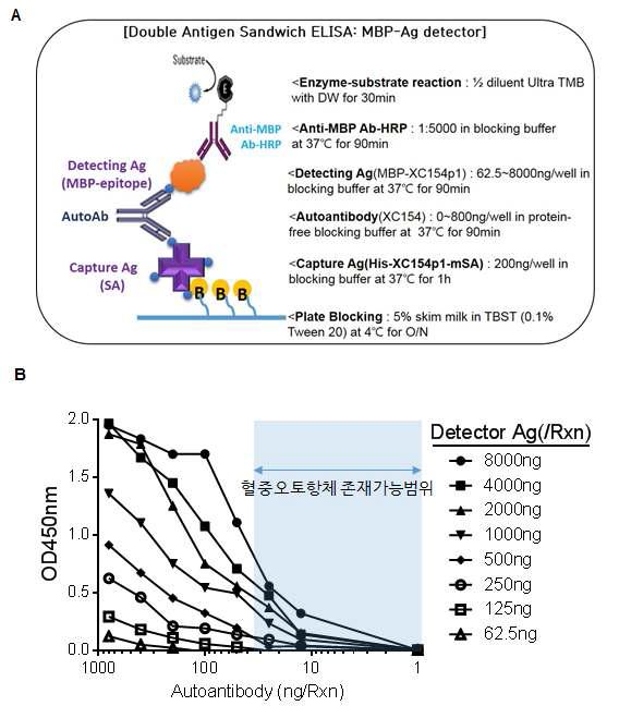 혈청 오토항체의 효과적인 검출을 위한 Double antigen sandwich ELISA.