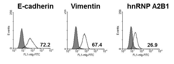 Flow cytometry 분석을 통한 비소세포 폐암세포 A549의 EMT 마커 발현 분석.