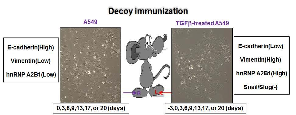 A549세포의 내부 항원을 인식하는 특이적인 항체 제조를 위한 decoy immunization.