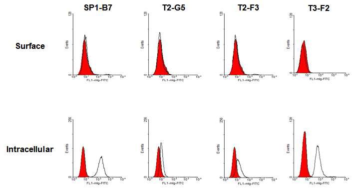 4종 항체의 A549 표면과 내부 결합분석