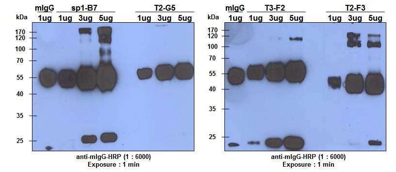 정제된 항체의 Western blot.