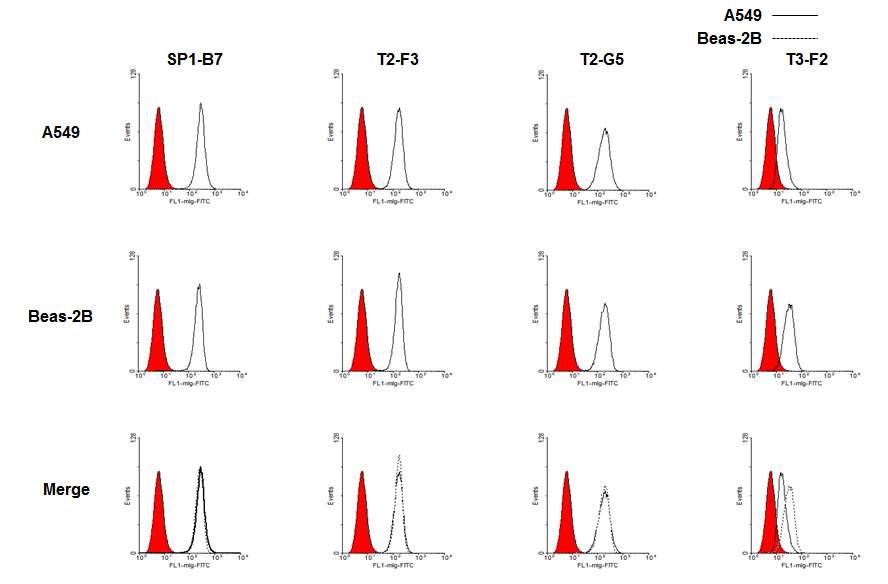정제된 항체를 이용한 A549 및 Beas-2B에 대한 항체군의 세포 내부 결합 형태.