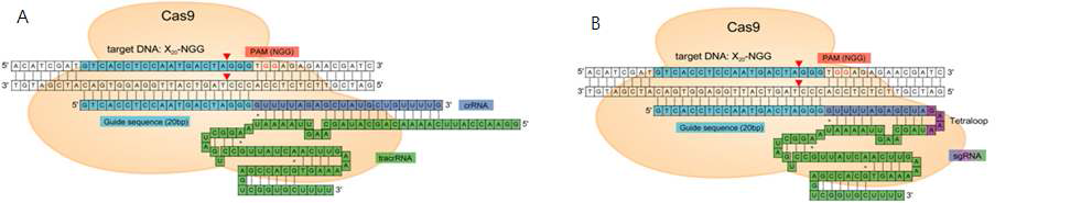 유전자가위 기술로 응용된 CRISPR/Cas 시스템. 두가닥의 RNA를 이용한 방법(A)과 한가닥으로 연결한 RNA를 이용한 방법(B)