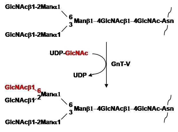 당전이 효소 GnT-V가 촉매하 반응(GlcNAc: N-aceeeetylglucossamine, Asn: 단백질 Asparagine)