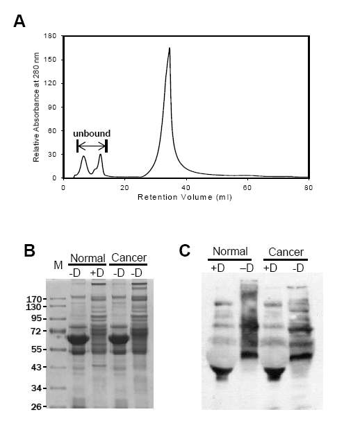 A: 20개 과 상존 단백질을 제거하는 크로마토그램, B: immunodepletion 하기 전후의 SDS-PAGE, C: immunodepletion 하기 전후의 렉틴 L-PHA blot