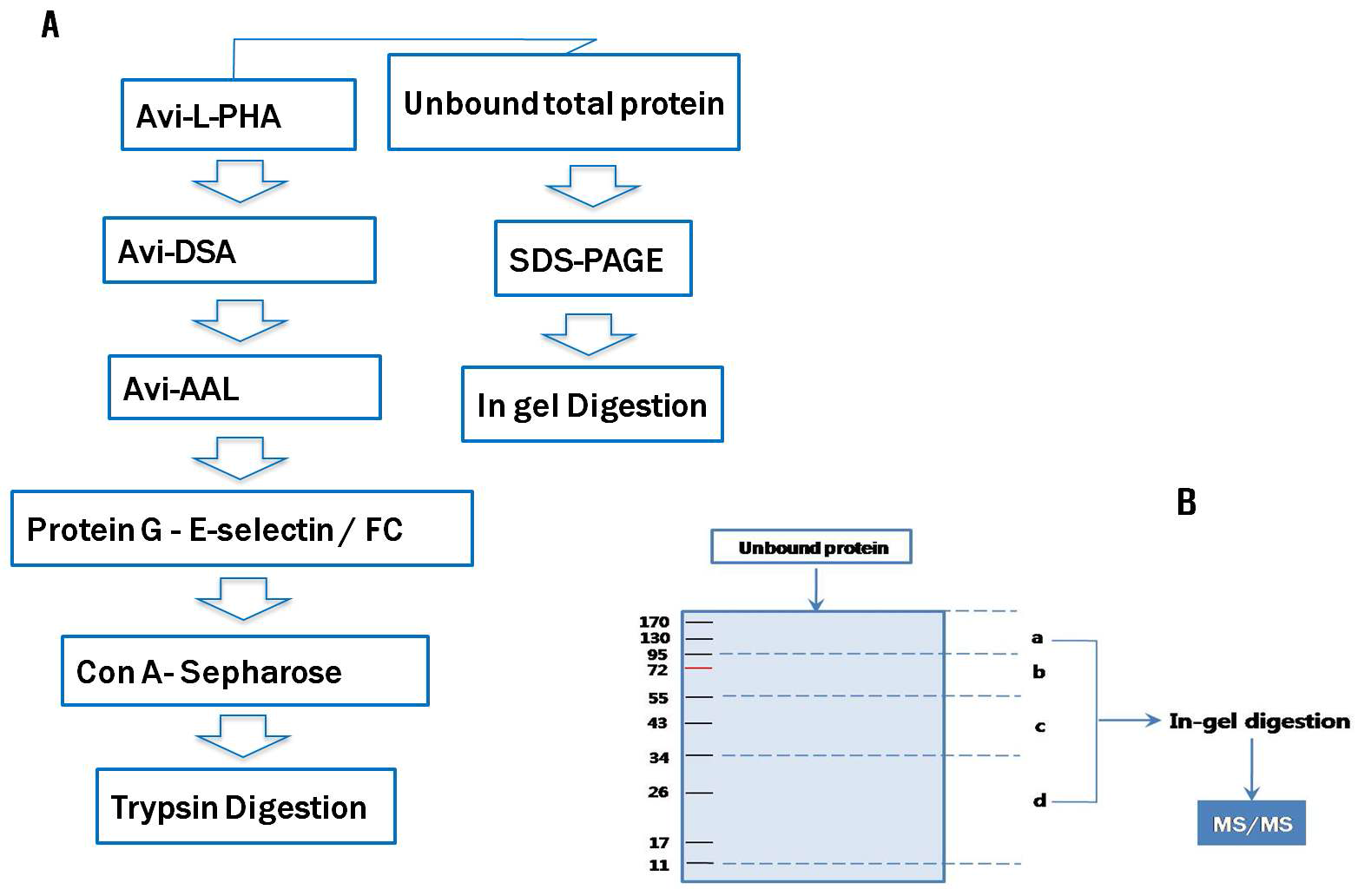 멀티렉틴 5종 (A)과 전기영동 (B)을 이용한 혈액 단백질의 분획화 및 포집