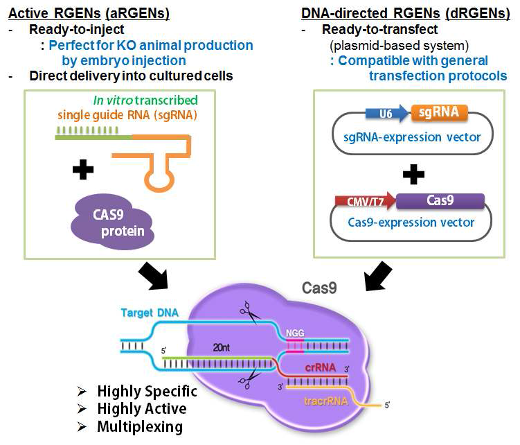 RGEN을 이용한 CRIPSPR-Cas9 시스템