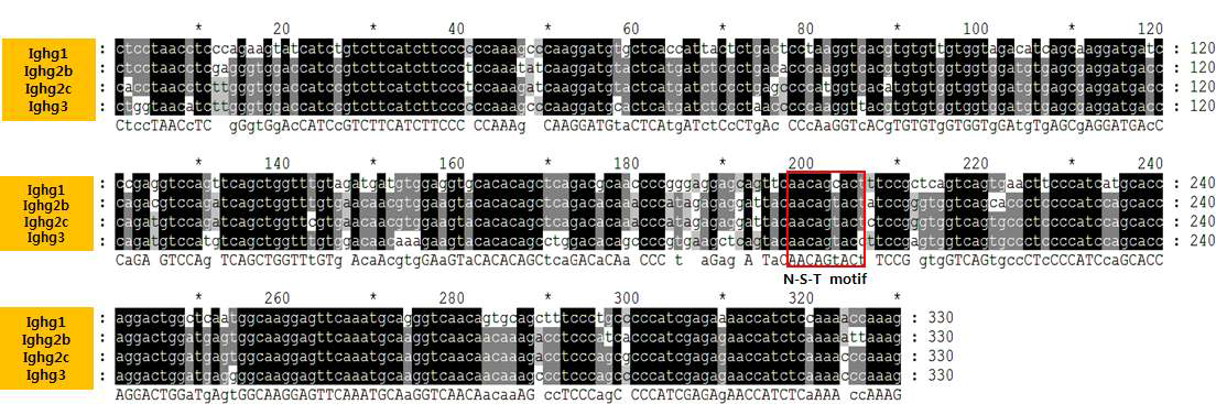 마우스 Immunoglobulin G constant region(붉은색 box : N-glycosylation이 일어나는 N-S-T motif)