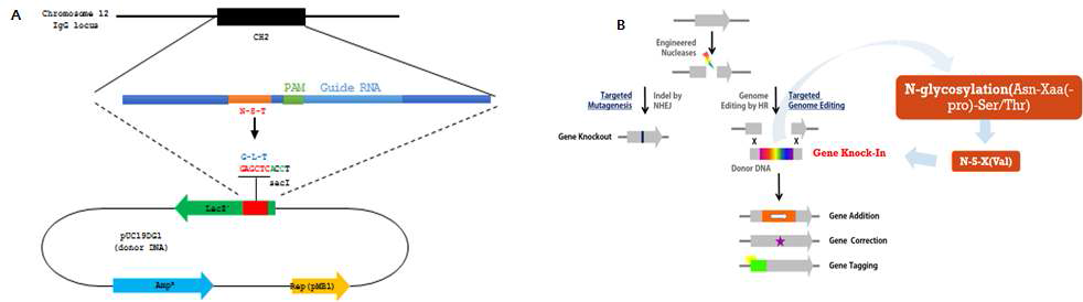효율적인 knock-in 시스템 구축을 위한 donor DNA와 및 유전자 치환을 위한 모식도