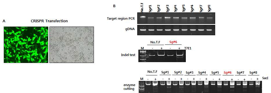 Knock-in 시스템 구축을 위한 예비 실험(최적의 sgRNA 선정)