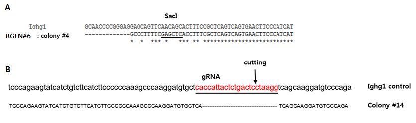 CRISPR-cas9 시스템에 의하여 치환되거나(B) 결실된 타겟부위의 유전자 염기서열