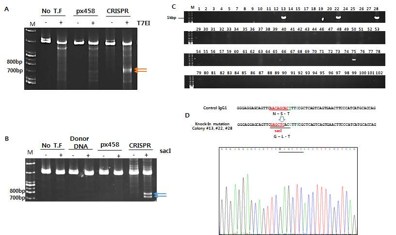 마우스 세포주를 이용한 CRISPR-Cas9 시스템의 구축