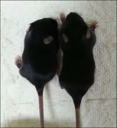 연구에 의하여 제작된 무당질항체 생산 마우스 (좌: Knock-In mouse #8, 우: wild type BL6/J)