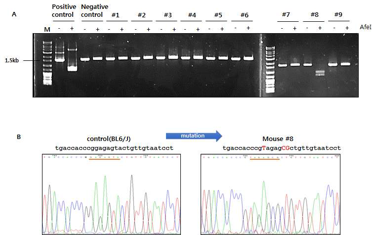 CRISPR-Cas9 시스템을 이용하여 생산된 유전자 치환된 BL6/J 마우스의 확인