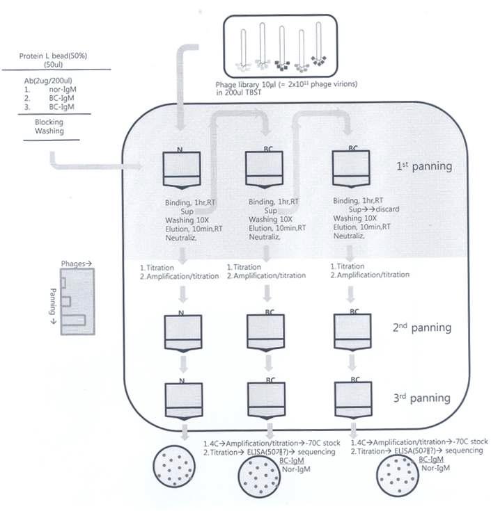 암환자 혈청유래 오토항체의 확보와 특이반응 에피토프 발굴 개요도