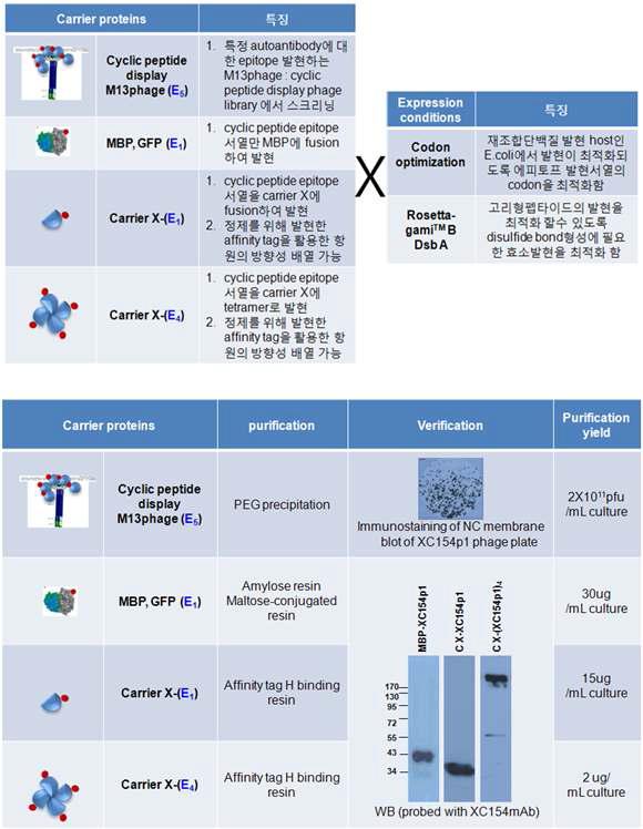 오토항체특이반응 에피토프의 효과적인 활용을 위한 에피토프 운반체 개량 결과 비교
