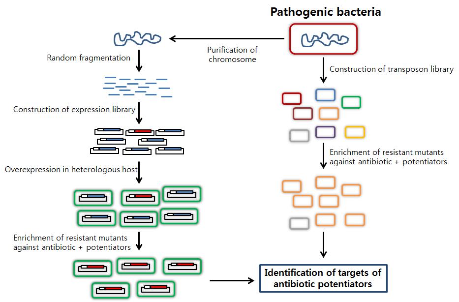 Scheme for identification of targets of antibiotic potentiators.