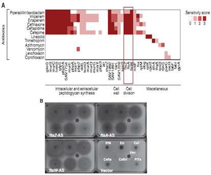 Chemical-genetic interaction network for imipenem.