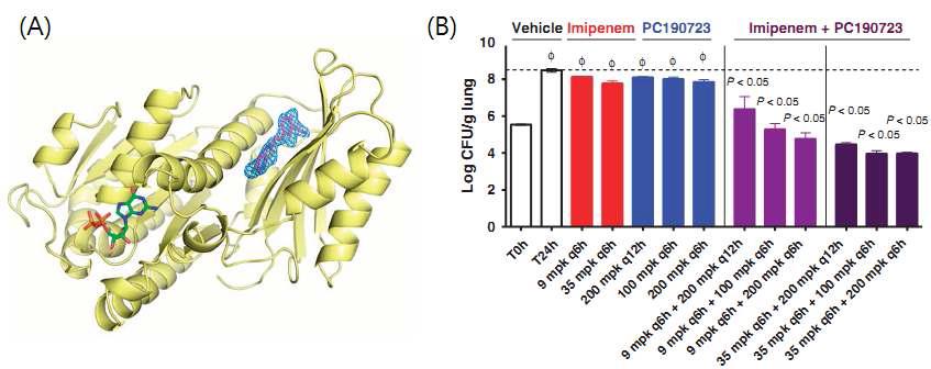 (A) The 2.0 Å structure of S. aureus FtsZ in complex with PC190723. (B) Synergistic activity between PC190723 and imipenem against MRSA COL.