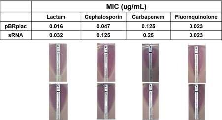 스크리닝된 sRNA의 여러 가지 항생제 감응성 효과