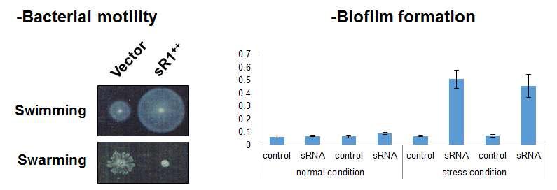 sRNA의 motility와 biofilm 형성에의 영향