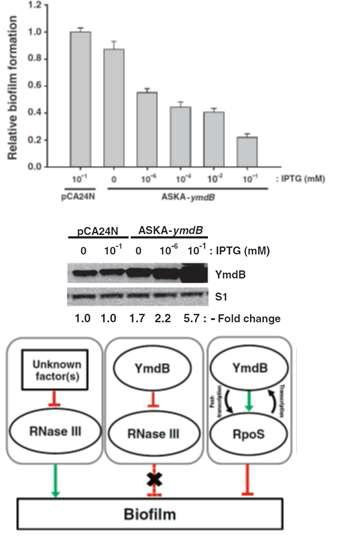 YmdB에 의한 biofilm조절 메커니즘 규명